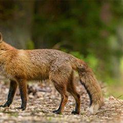 Кухонный фартук Фауна 005 МДФ матовый (3000) Fauna в Шадринске - shadrinsk.mebel24.online | фото