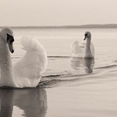 Кухонный фартук Фауна 029 МДФ матовый (3000) Fauna в Шадринске - shadrinsk.mebel24.online | фото