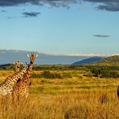 Кухонный фартук Фауна 061 МДФ матовый (3000) Fauna в Шадринске - shadrinsk.mebel24.online | фото