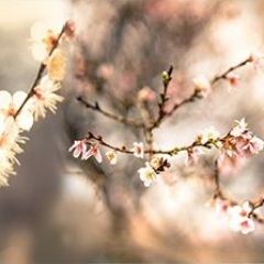 Кухонный фартук Цветы 317 МДФ матовый (3000) Flowers в Шадринске - shadrinsk.mebel24.online | фото